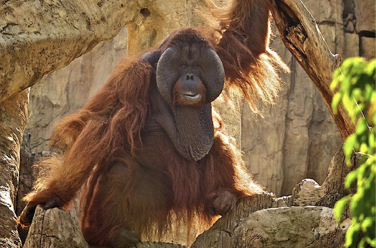 Bioparc Fuengirola